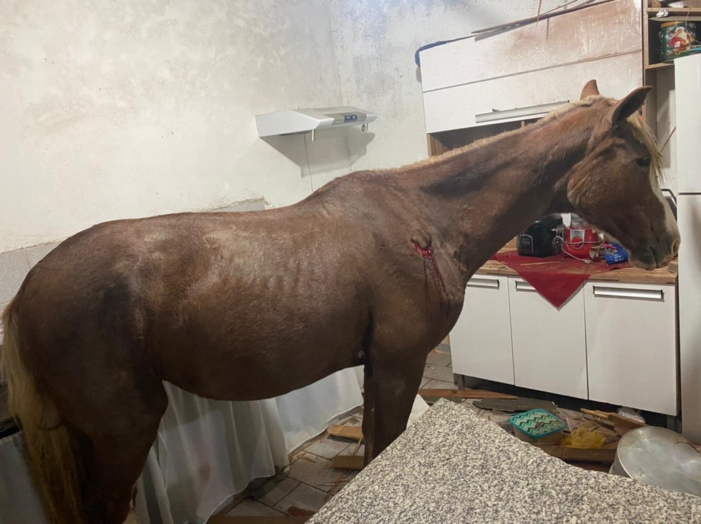 Homem é preso suspeito de furtar cavalo e tentar vendê-lo por R